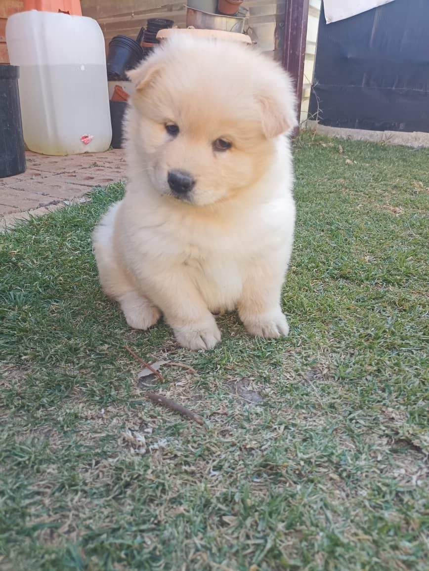 A young dog boarding at Kenelm in Walkerville, Johannesburg