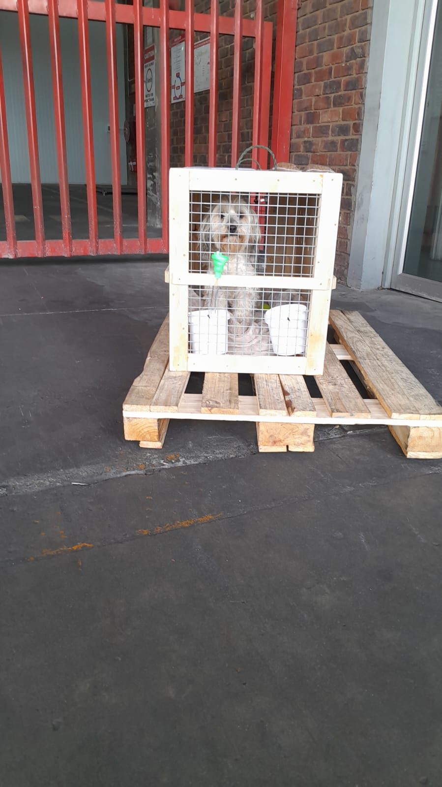 An IATA-compliant travel crate ready for a pet's international relocation